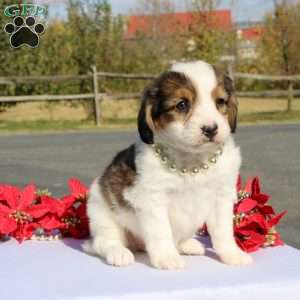 Kensington, Mini Bernedoodle Puppy